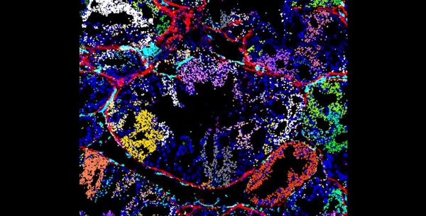 photo of Scientists develop a new method to study gene function in cells and tissue image