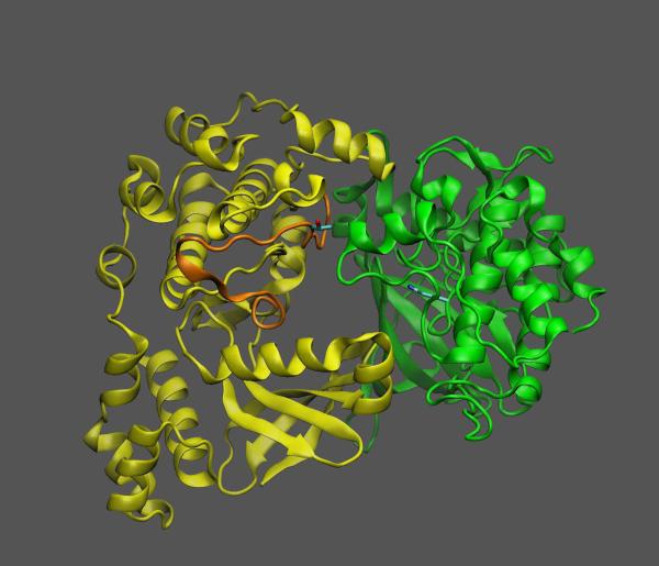 photo of Study reveals how a sugar-sensing protein acts as a 'machine' to switch plant growth—and oil production—on and off image