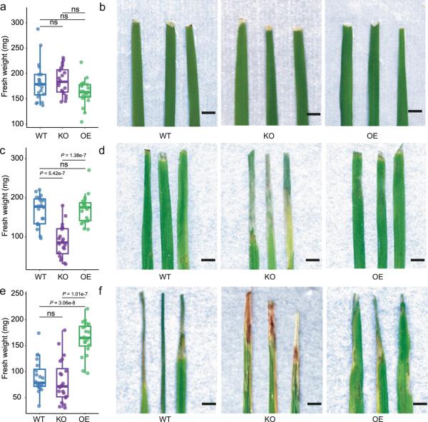 photo of Scientists engineer plant microbiome for the first time to protect crops against disease and cut use of pesticides image