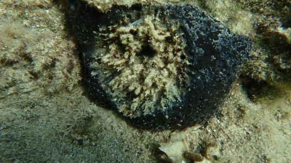 photo of Scientists raise alarm as bacteria are linked to mass death of sea sponges weakened by warming Mediterranean image