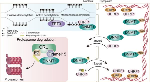 photo of Scientists reveal mechanism of maternal protein Pramel15 in promoting DNA demethylation in mouse zygotes image