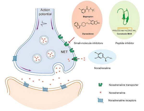 photo of Scientists reveal transport mechanism of norepinephrine transporter and binding mode of small molecule and peptide drugs image