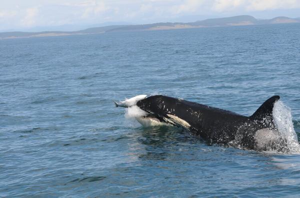 photo of Scientists unearth key clues to cuisine of resident killer whale populations image