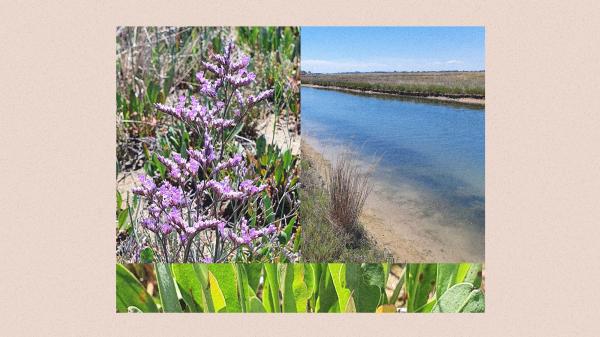 The beautiful Venetian plant with a&hellip;