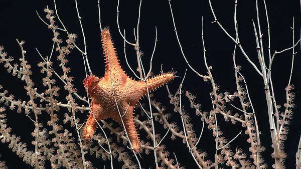 US prepares to auction leases for seabed…