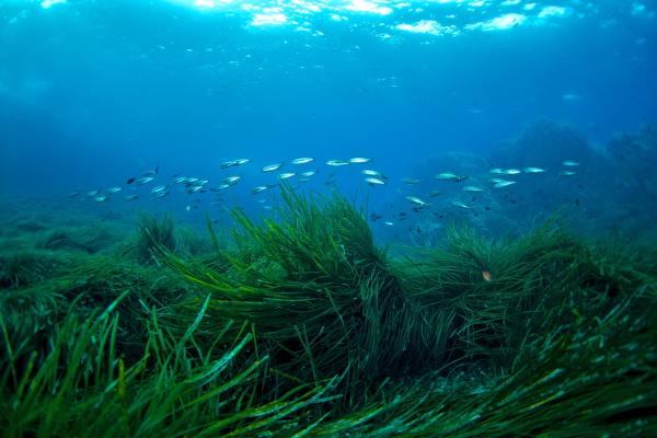 photo of Protecting the World’s Seagrass Meadows Could Prevent Billions in Damages, New Research Suggests image