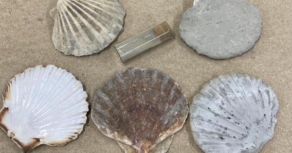 Seashells offer climate solution