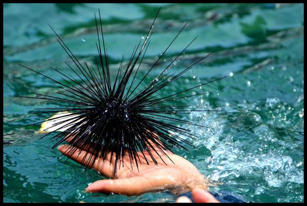 photo of Scientists find good places to grow long-spined sea urchins, a starting point to restore 'the lawn mowers of the reefs' image