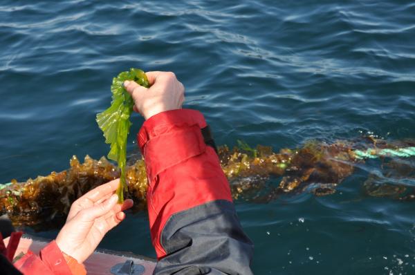 photo of Seaweed is a billion-euro industry in Europe, but inclusive, sustainable transition approaches are marginalized image