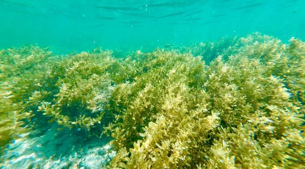 Seaweed Blooms Suggest The Ocean Is&hellip;