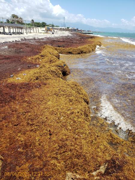 photo of Secrets of sargassum: Scientists advance knowledge of seaweed causing chaos in the Caribbean and West Africa image