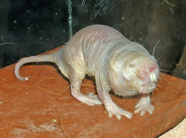Secrets of the naked mole-rat: New study…