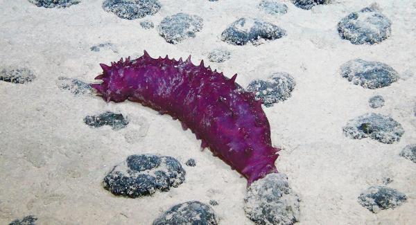 US deep-sea mining claims in Pacific’s&hellip;