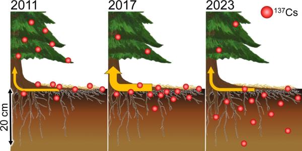 photo of Forest monitoring reveals self-cleansing effect of radiocesium in ecosystem after Fukushima Daiichi plant accident image