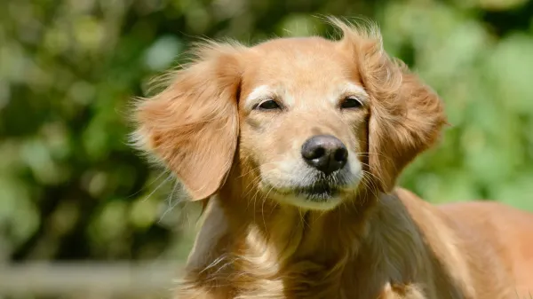 Dogs may hold surprising clues to human…