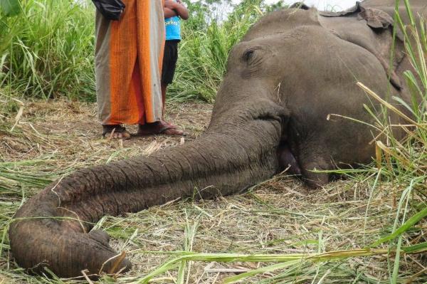 photo of Three more elephants killed in Sri Lanka, bringing toll to seven image