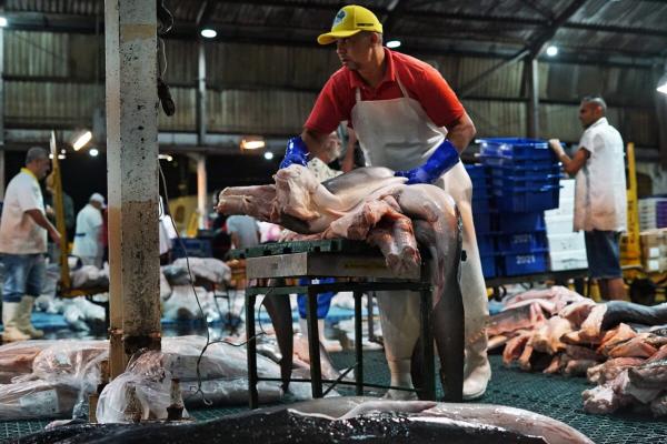 Mongabay shark meat exposé sparks call…