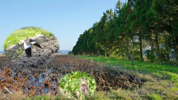 photo of More trees can mean fewer birds, new study reveals image