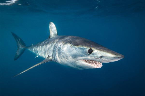 Endangered shark trophies dominate the…