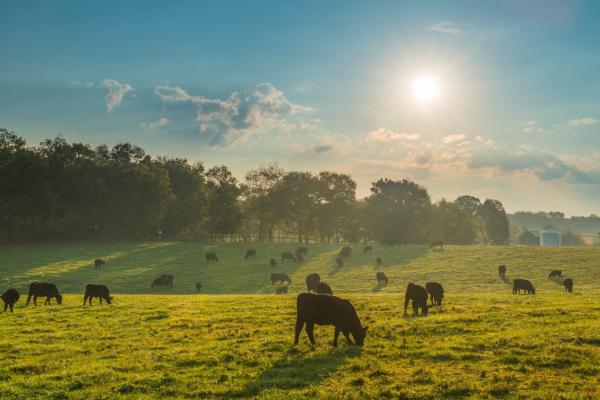 How food companies like Danone and Giant…