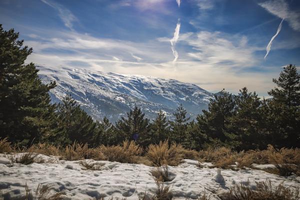 photo of A fifth of California's Sierra Nevada conifer forests are stranded in habitats that have grown too warm for them image