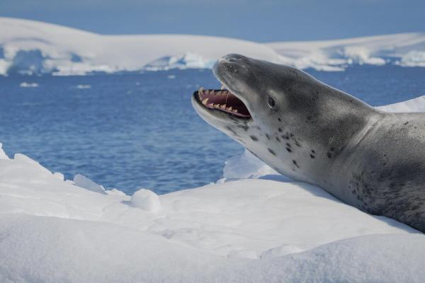 photo of Leopard seals sing songs similar to nursery rhymes, study image