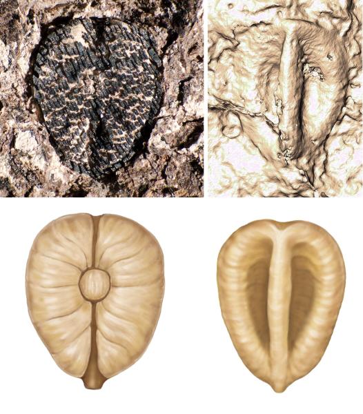 Sixty-million-year-old grape seeds…