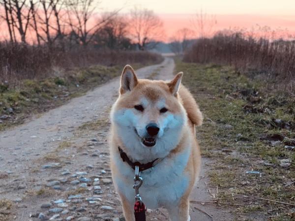 photo of Skin and gut microbiome analysis offers new therapeutic perspectives on atopic dermatitis in Shiba Inu dogs image