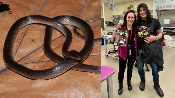 photo of Scientists just named a new snake after Guns N’ Roses legend Slash image