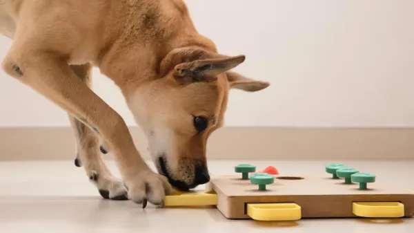 Dogs can tell how toys work without any…