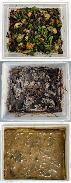 photo of Experiment demonstrates how worm hosts and associated microbiome jointly contribute to environmental adaptation image