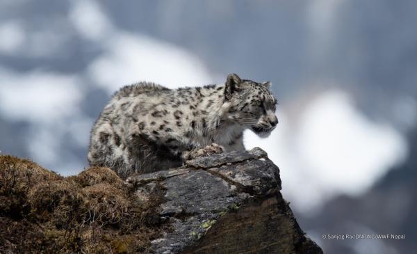 World Snow Leopard Day: Community action…