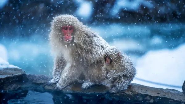 The first primates may have evolved in&hellip;