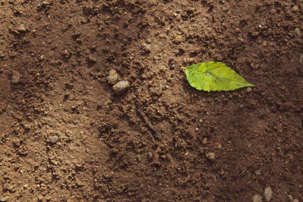 photo of Researchers find that refrigerating or air-drying soil samples for future studies retains important microbial details image