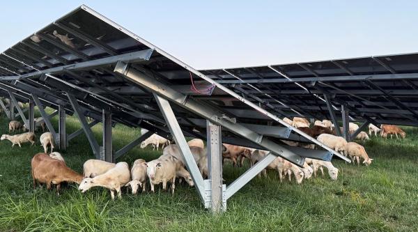 Sheep Make The Case For Solar Power In…