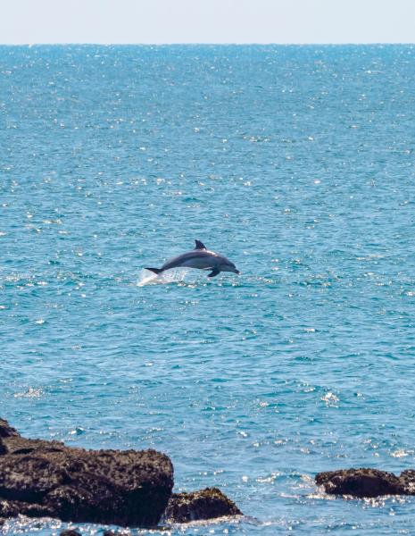 South Korea Could Grant Bottlenose…