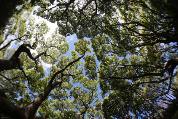 ‘Africa can become a green leader’:…