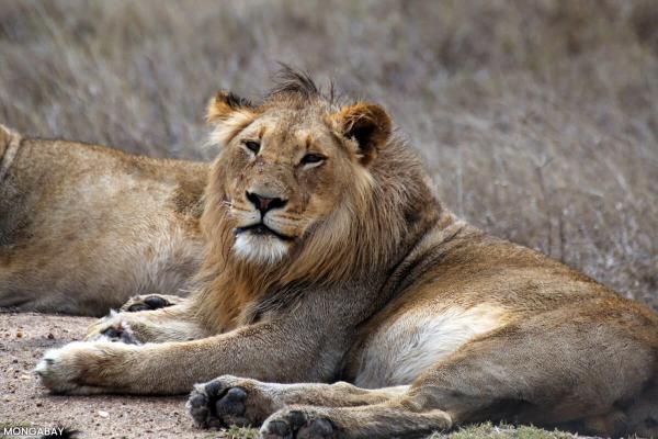 Counting kings: How annual lion surveys…