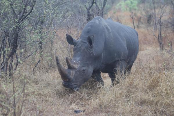 ‘Ridiculous’ plan developed at Florida zoo saves wild&hellip;