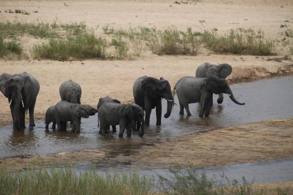 African elephant genomes reveal ancient&hellip;