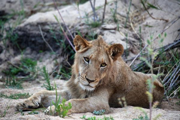 Poaching African lions for black market&hellip;