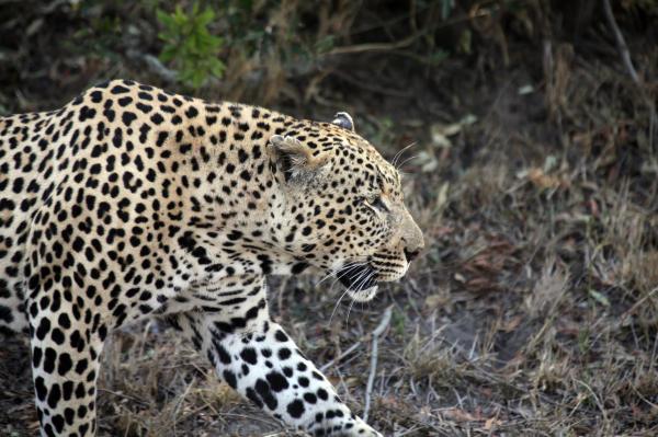 International Leopard Day: A spotty&hellip;