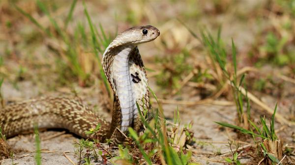 Rapid urbanization, habitat loss are&hellip;