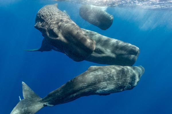 AI is Decoding Whales’ Language. Could…