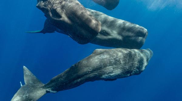photo of Sperm Whales Have Their Own Language. Does That Mean They Have Legal Rights? image