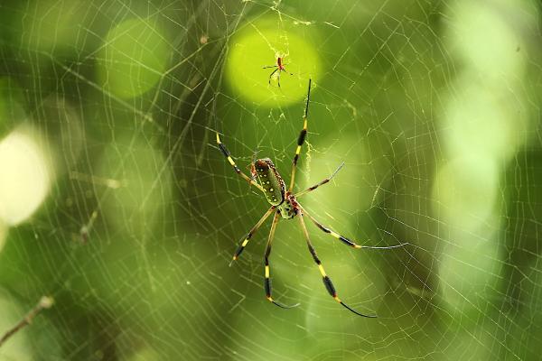 Spiders ‘Smell’ Using Their Legs,…