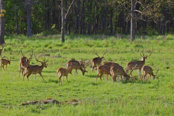 Nepal’s top court strikes down law allowing development in protected areas