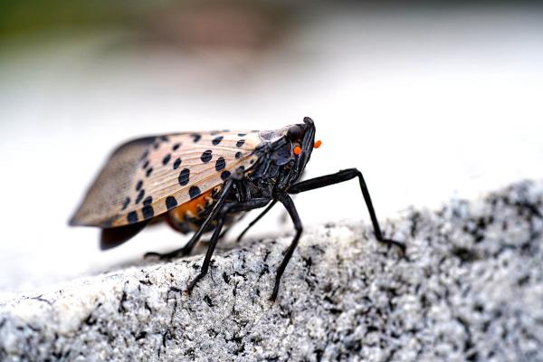 photo of Q&A: How much of a threat is the spotted lanternfly? image