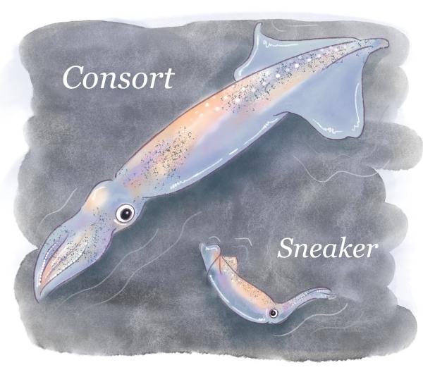 Squids' birthday influences mating: Male spear squids shown to become 'sneakers' or 'consorts' depending on birth date
