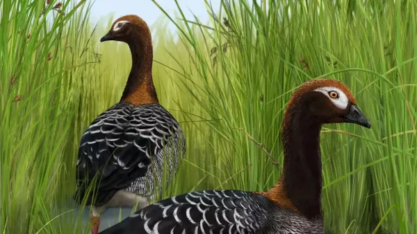 photo of Rare fossil goose rewrites the story of New Zealand's giant birds image